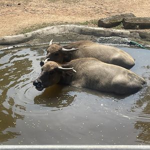 Asian Water Buffalo at Afamosa Safari Wonderland