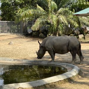 White Rhinoceros exhibit at Afamosa Safari Wonderland