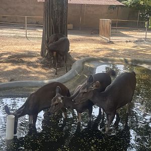 A herd of Sambar Deer at Afamosa Safari Wonderland