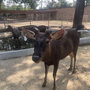 A male Sambar Deer at Afamosa Safari Wonderland