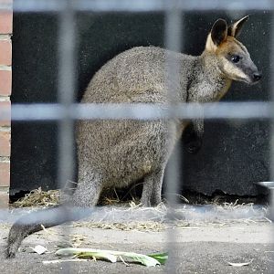 Swamp Wallaby (Wallabia bicolor) October 11, 2025