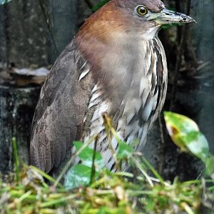 Japanese Night Heron (Gorsachius goisagi) October 11, 2025