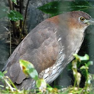 Japanese Night Heron (Gorsachius goisagi) October 11, 2025