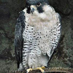 Peregrine Falcon (Falco peregrinus) October 11, 2025