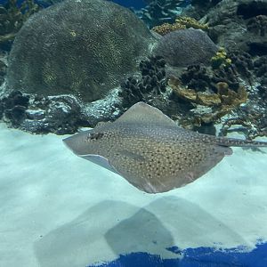 Black-spotted whipray (Maculabatis astra) in the Deep Ocean’s Caribbean tank