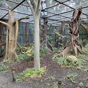 Papua walkthrough aviary