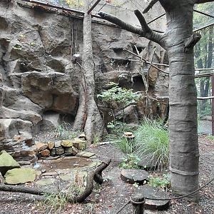 Papua walkthrough aviary