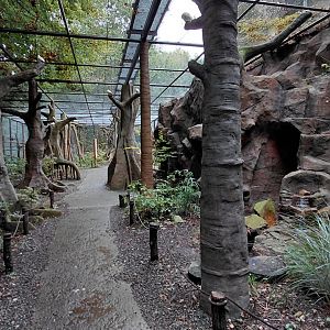 Papua walkthrough aviary