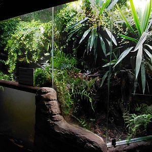 Papua - Green python exhibit