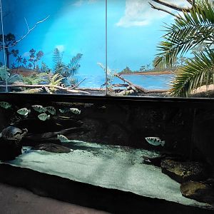 Papua - archerfish aquarium
