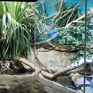 Papua - mixed reptile exhibit