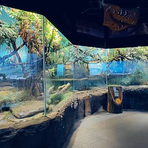 Papua - Crocodile monitor exhibit