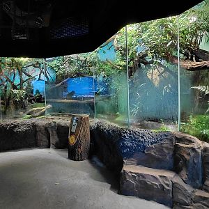 Papua - Crocodile monitor exhibit