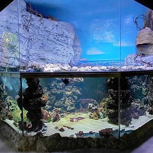 Papua - saltwater tank