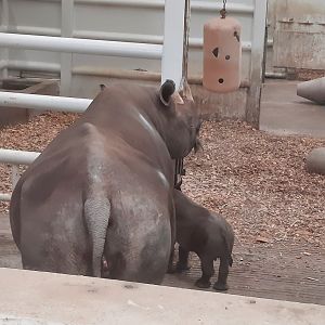 Kibbibi and Her Calf