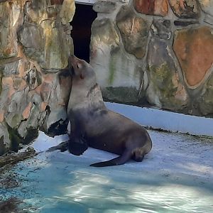 California Sea Lion