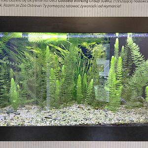 Little Amazon - aquarium