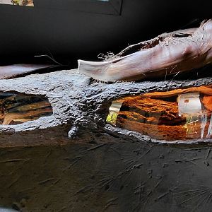 Little Amazon - tarantula exhibits