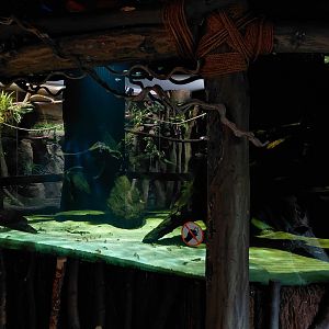 Little Amazon - Rio Negra tank