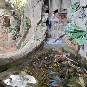 Little Amazon - Rio Xingu tank