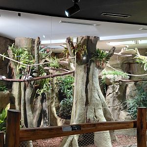 Little Amazon - Tamarin indoor exhibit