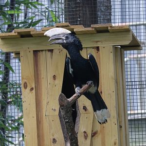 Silvery-Cheeked Hornbill (Bycanistes brevis)