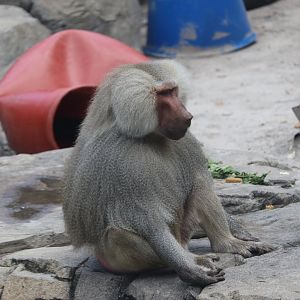 Hamadryas Baboon (Papio hamadryas)