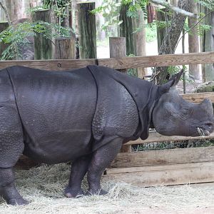 Greater One-horned Rhino (Rhinoceros unicornis)