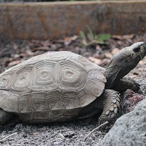 Burmese Black Tortoise (Manouria emys phayerei)