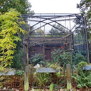 Scarlet macaw aviary