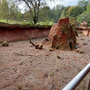 Dwarf mongoose outdoor exhibit
