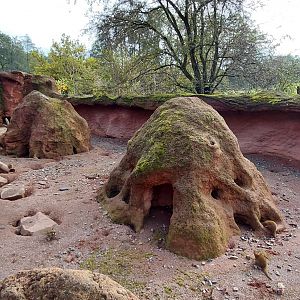 Dwarf mongoose outdoor exhibit