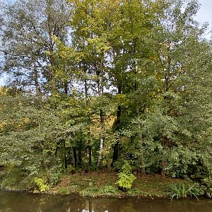 Red-bellied lemur exhibit