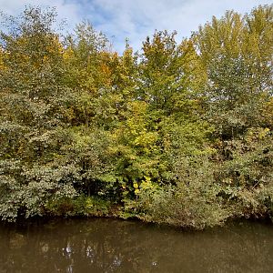Mongoose lemur exhibit