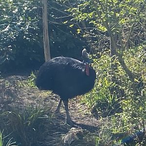 Southern cassowary