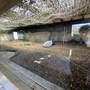Malayan tapir indoor enclosure