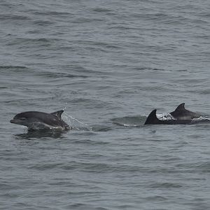 Atlantic Bottlenose Dolphins, Flamborough Head, 11th October 2025