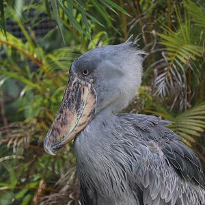 Shoebill (Balaeniceps rex)