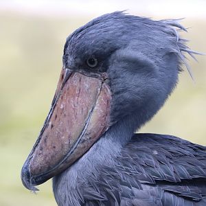 Shoebill Portrait