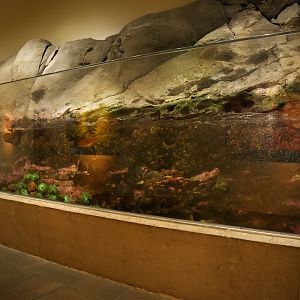 'Wave Crash' Tank (Pier 59)