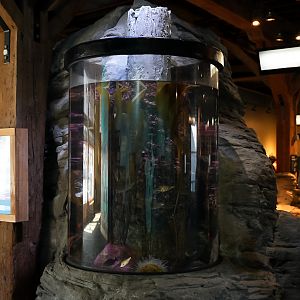 'Dock Piling' Tank (Pier 59)