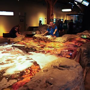 "Life on the Edge: Outer Coast" Touch Pool