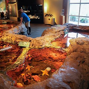 "Life on the Edge: Inland Seas" Touch Pool