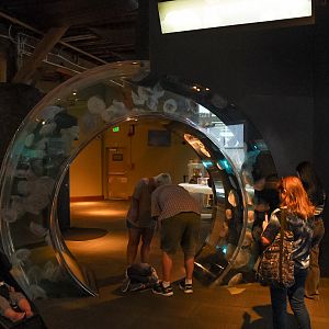 "Ring of Life" Moon Jelly Tank (Pier 59)