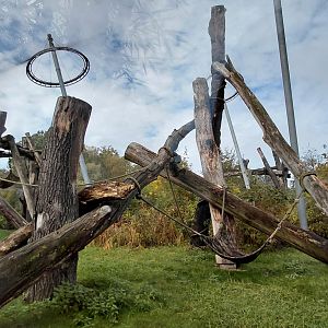 Chimpanzee outdoor exhibit