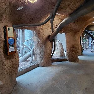 Chimpanzee exhibit - indoor viewing area