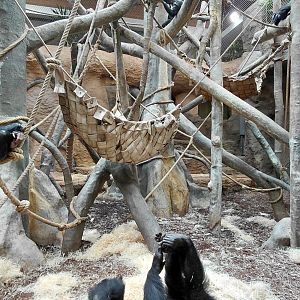 Chimpanzee indoor exhibit