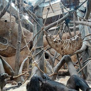 Chimpanzee indoor exhibit