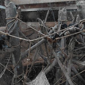 Chimpanzee indoor exhibit