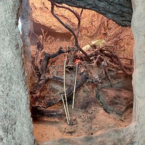 House of Evolution - desert locust exhibit